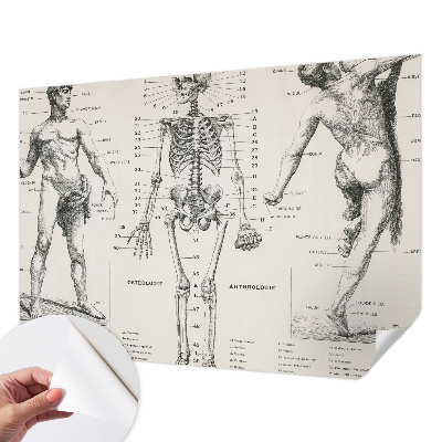 Fototapeta do dětského pokoje s motivem klasické anatomie