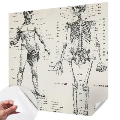 Fototapeta do dětského pokoje Klasická anatomie
