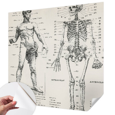 Fototapeta do dětského pokoje s motivem klasické anatomie