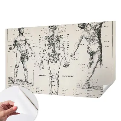 Fototapeta do dětského pokoje Klasická anatomie