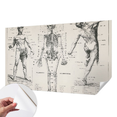 Fototapeta do dětského pokoje s motivem klasické anatomie