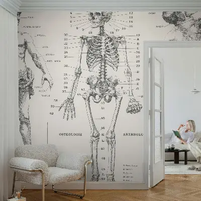 Fototapeta do dětského pokoje Klasická anatomie