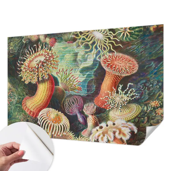 Samolepicí fototapeta Luxusní sasanky
