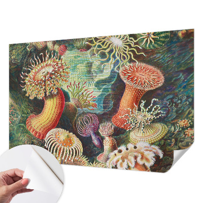 Samolepicí fototapeta Luxusní sasanky