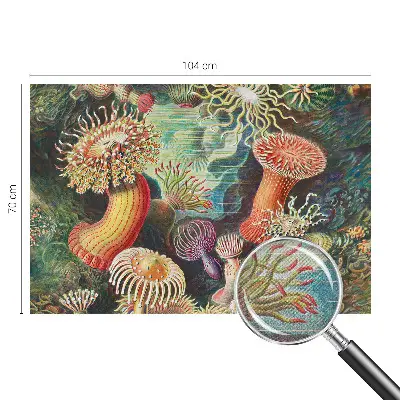 Samolepicí fototapeta Luxusní sasanky