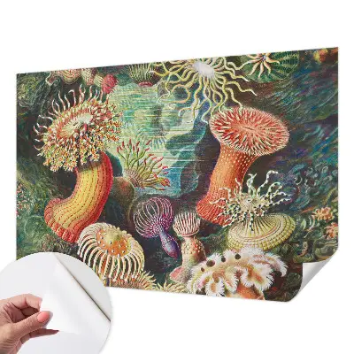 Samolepicí fototapeta Luxusní sasanky