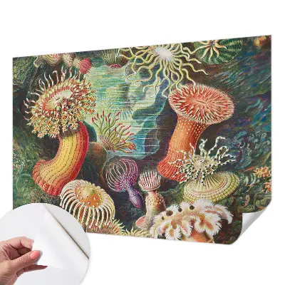 Samolepicí fototapeta Luxusní sasanky