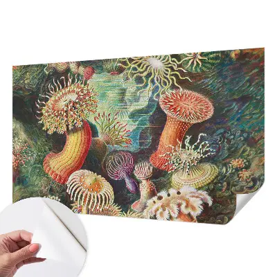 Samolepicí fototapeta Luxusní sasanky