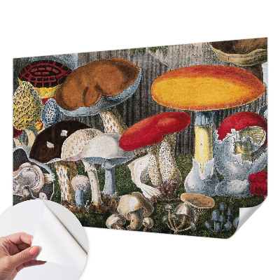 Fototapeta pro kluka Botanické houby