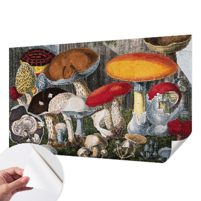 Fototapeta pro kluka Botanické houby