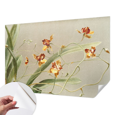 Samolepicí fototapeta Klasické orchideje
