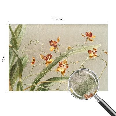 Samolepicí fototapeta Klasické orchideje