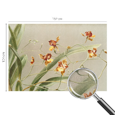 Samolepicí fototapeta Klasické orchideje