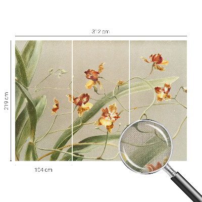 Samolepicí fototapeta Klasické orchideje