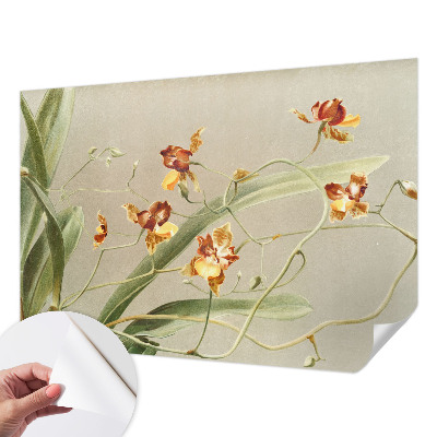 Samolepicí fototapeta Klasické orchideje