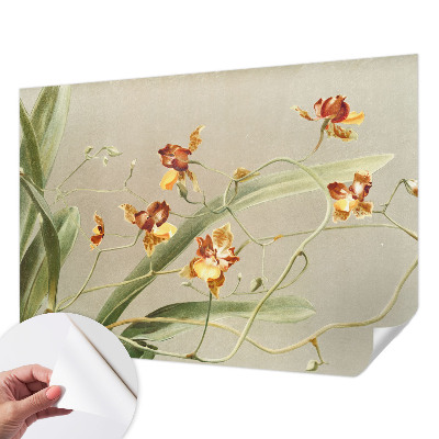 Samolepicí fototapeta Klasické orchideje