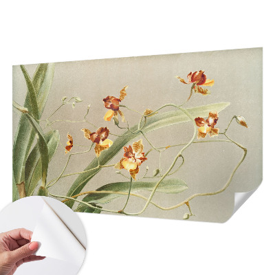 Samolepicí fototapeta Klasické orchideje