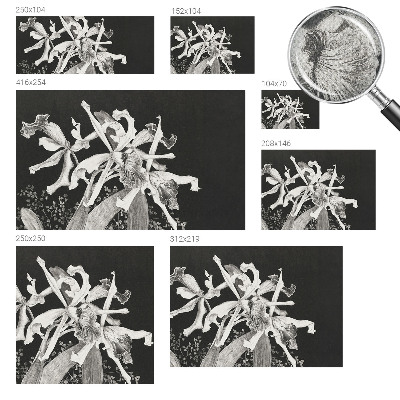 Samolepicí fototapeta do dětského pokoje Ilustrace orchideje