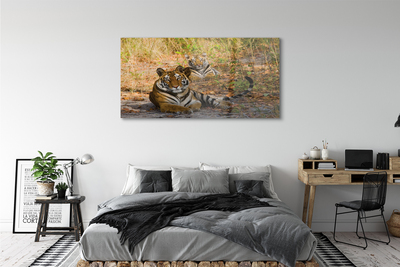 akrylový obraz Tigers