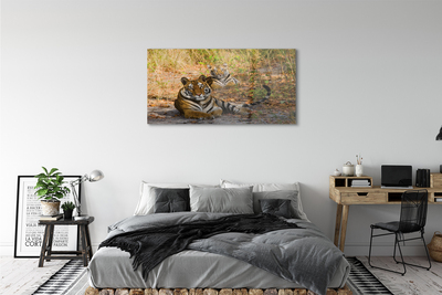 akrylový obraz Tigers