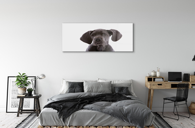 akrylový obraz hnědý pes