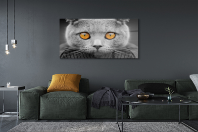 akrylový obraz Šedá Britská kočka