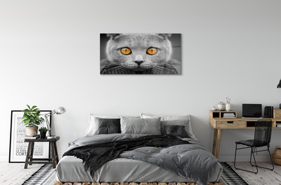 akrylový obraz Šedá Britská kočka