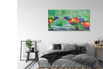 akrylový obraz Barevný papoušek stromu