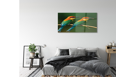 akrylový obraz Barevné papoušek na větvi