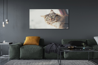 akrylový obraz Mainská mývalí kočka