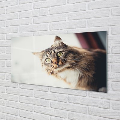 akrylový obraz Mainská mývalí kočka
