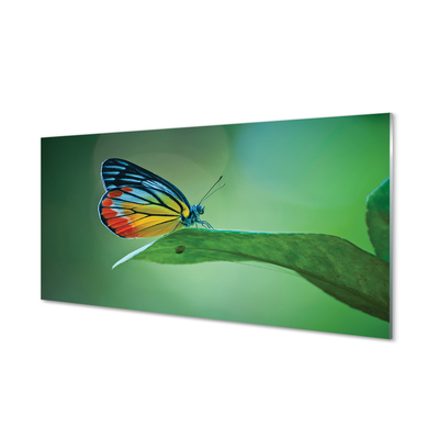 akrylový obraz Barevný motýl křídlo