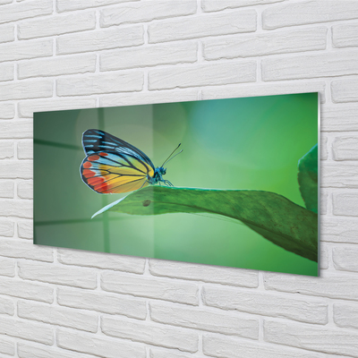akrylový obraz Barevný motýl křídlo