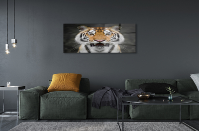 akrylový obraz Tygr