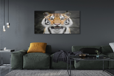 akrylový obraz Tygr