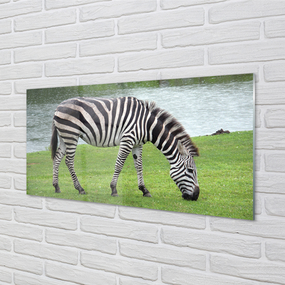 akrylový obraz zebra