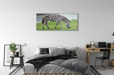 akrylový obraz zebra