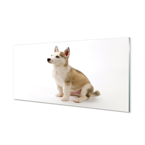 akrylový obraz Sedící malého psa