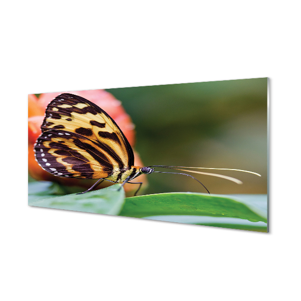 akrylový obraz motýl