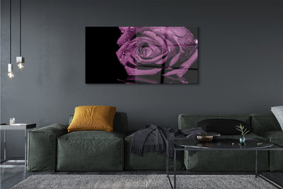 akrylový obraz Purpurová růže