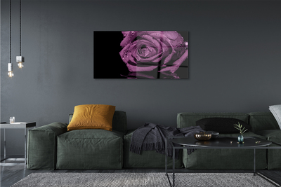 akrylový obraz Purpurová růže