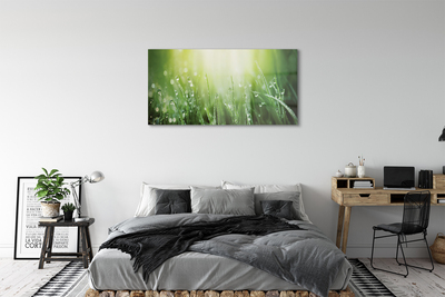 akrylový obraz Tráva slunce kapky