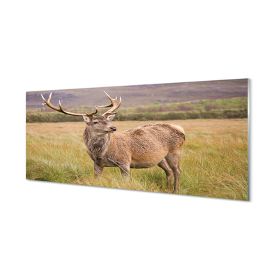 akrylový obraz polní jelen