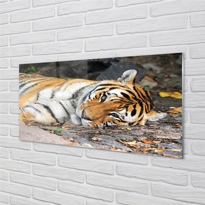 akrylový obraz ležící tygr