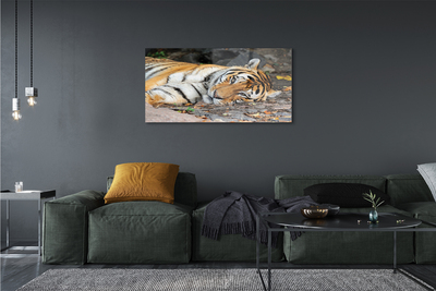 akrylový obraz ležící tygr