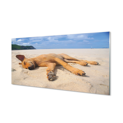 akrylový obraz Ležící pes pláž
