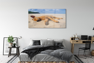 akrylový obraz Ležící pes pláž