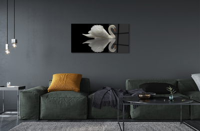 akrylový obraz Swan v noci