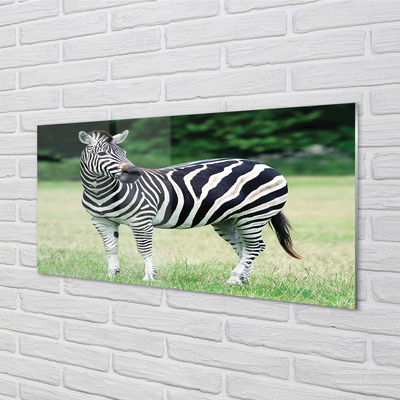 akrylový obraz Zebra box