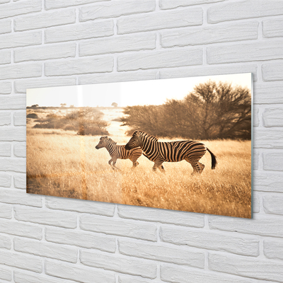 akrylový obraz Zebra pole sunset